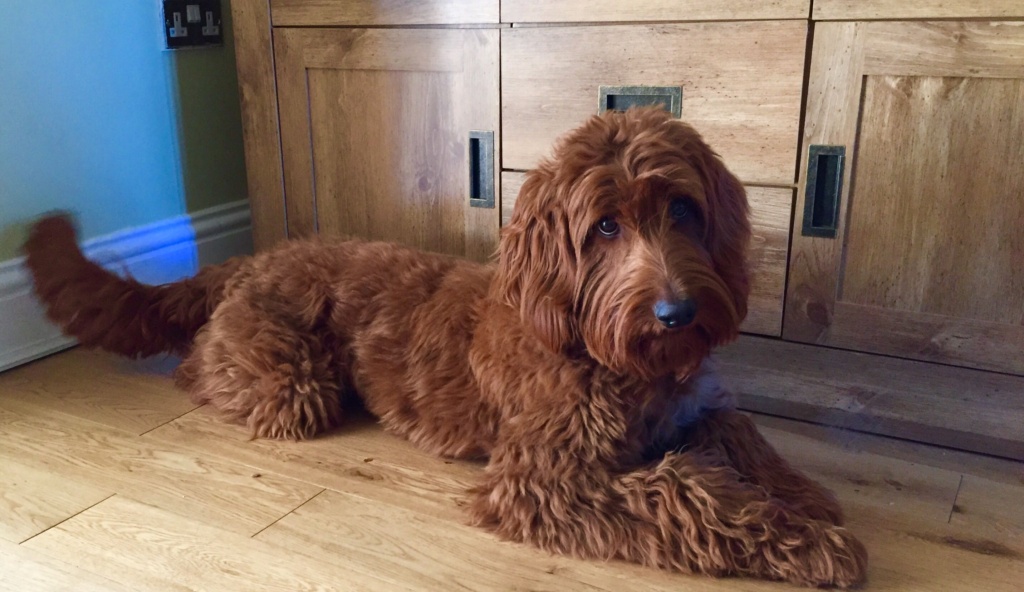 F1 best sale australian labradoodle